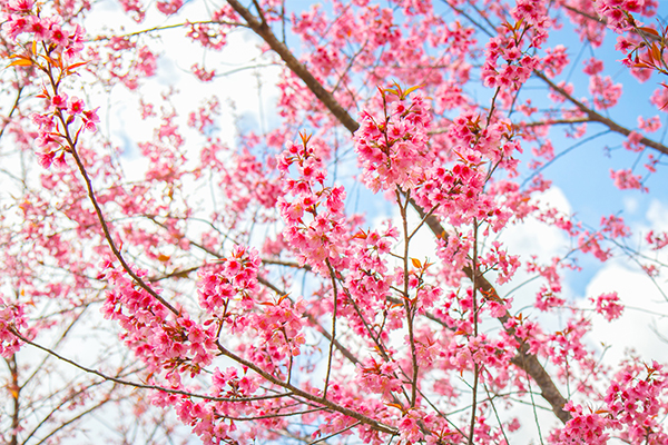 Hoa anh đào – Mùa xuân trên xứ Phù Tang