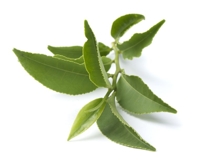 Camellia Sinensis Leaf extract