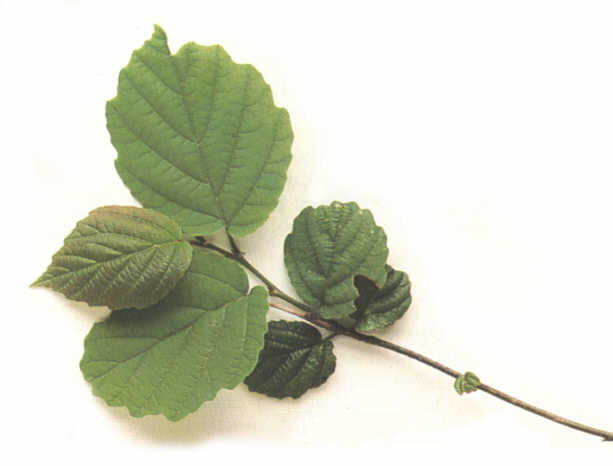 Hamamelis Virginiana ( Witch Hazel) Leaf Extrac