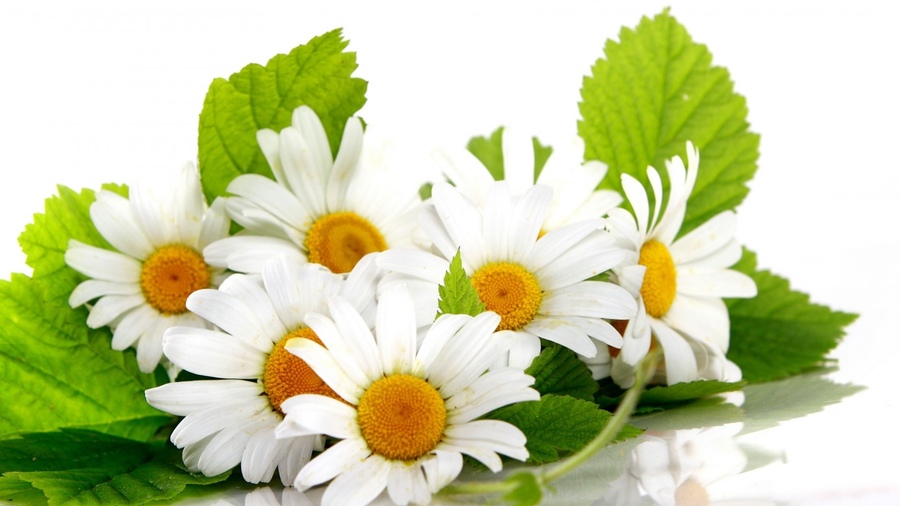 Káº¿t quáº£ hÃ¬nh áº£nh cho Matricaria Flower Extract (Chamomilla Recutita)