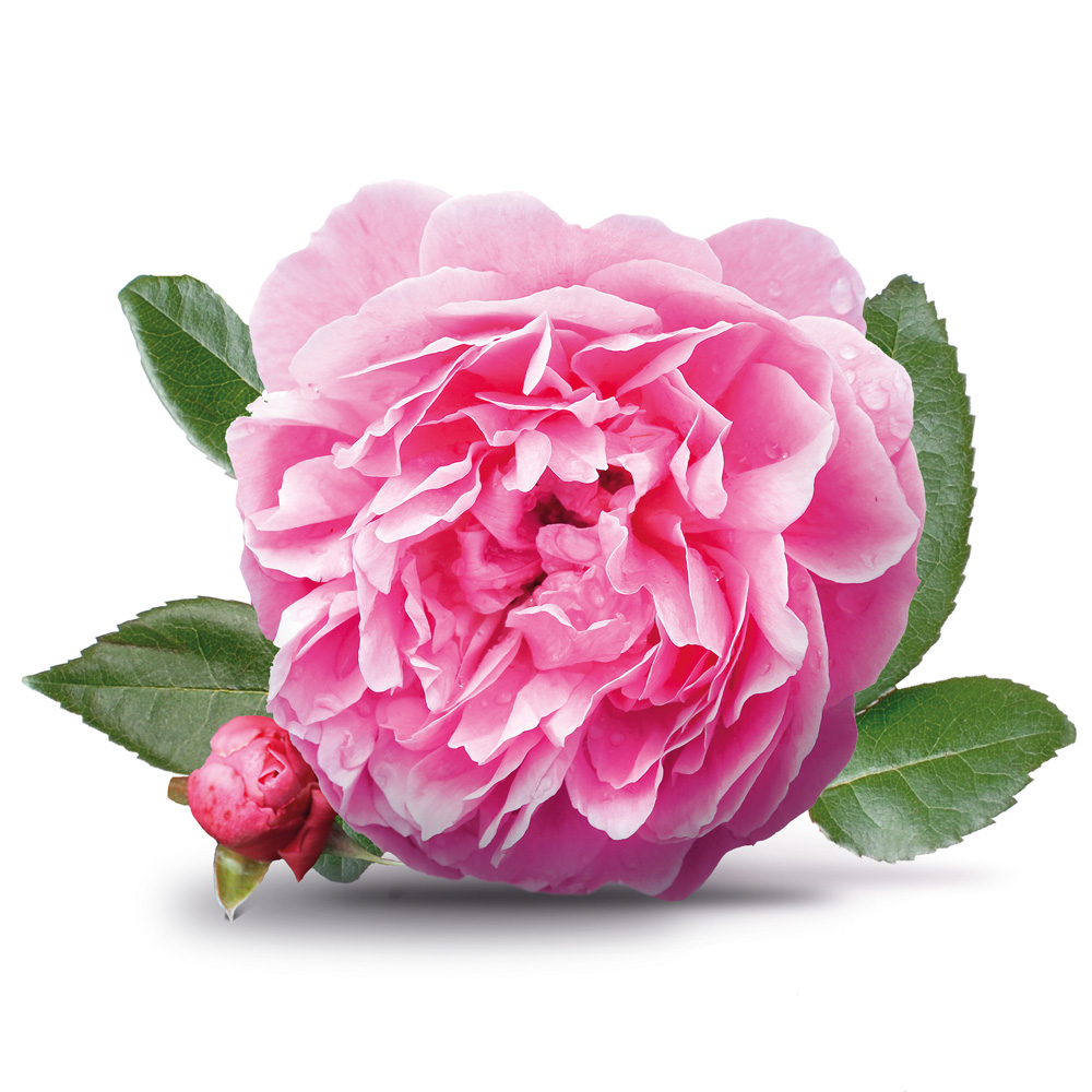 Rosa damascena flower extract