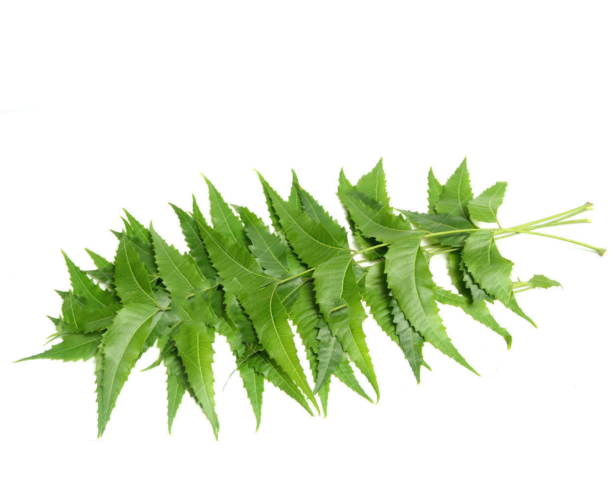 Media azadirachta leaf extract
