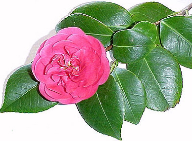 Camellia Japonica Flower Extract