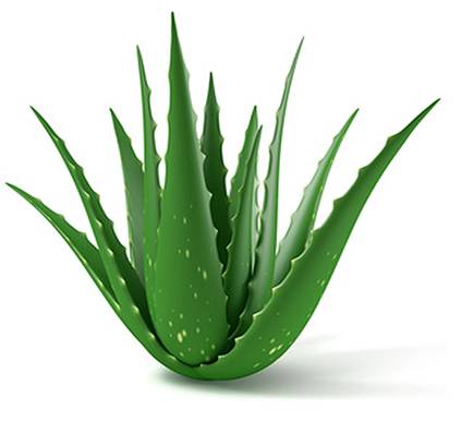 Aloe Barbadensis Leaf Extract