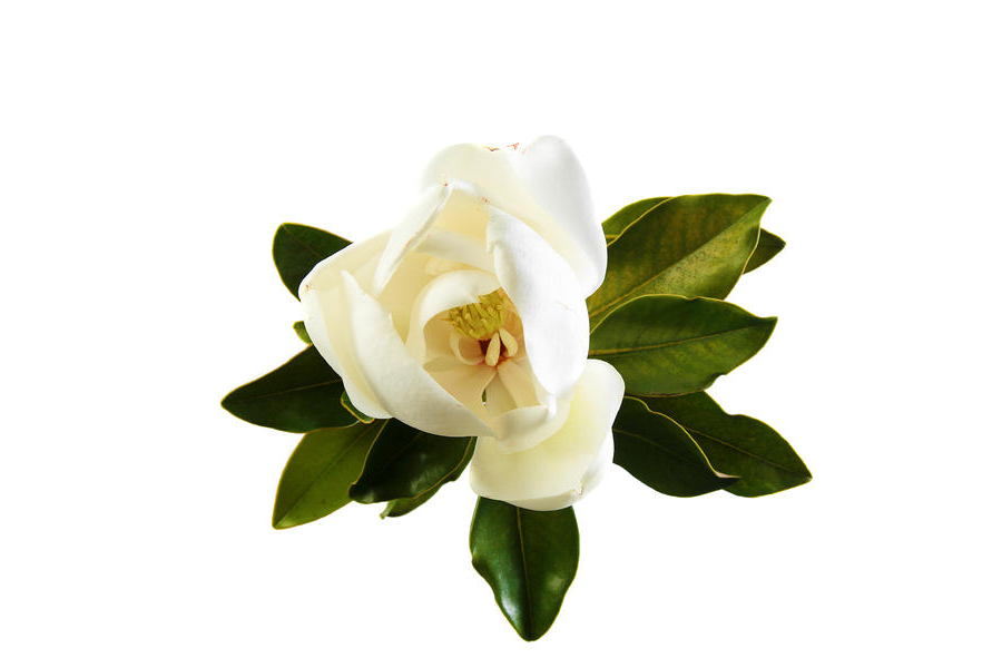 Magnolia Kobus Flower Extract