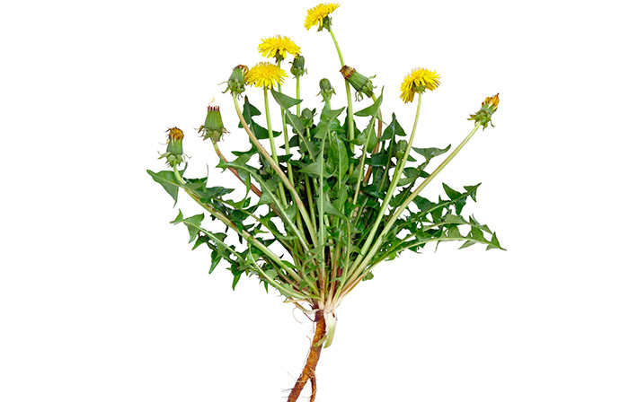 Taraxacum Officinale (Dandelion) Extract