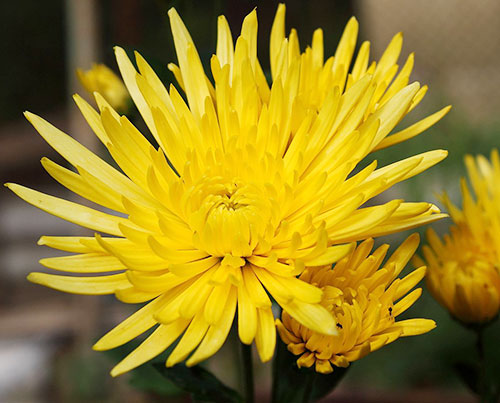 Chrysanthemum Indicum Flower Extract