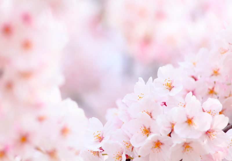 Prunus mume fruit extract: Thần dược làm đẹp của phụ nữ Nhật
