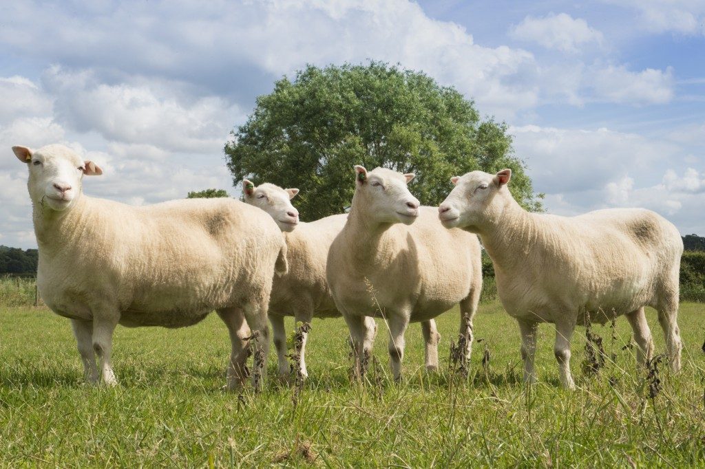 Top 5 tác dụng nhau thai cừu đối với làn da