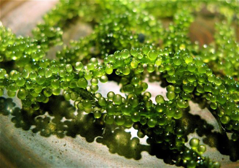 Tác dụng phụ và mức độ nguy hiểm của tảo xoắn (Spirulina)