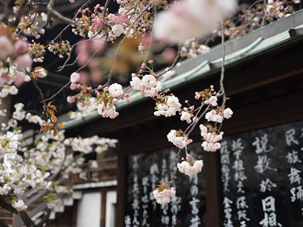 Có một Nhật Bản đẹp như thiên đường vào mùa hoa anh đào nở