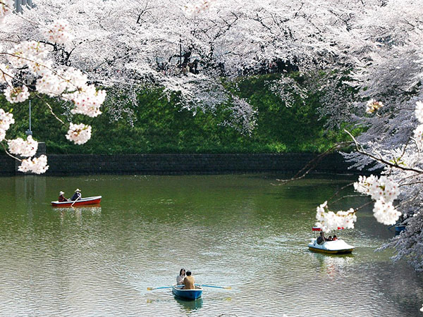 Có một Nhật Bản đẹp như thiên đường vào mùa hoa anh đào nở