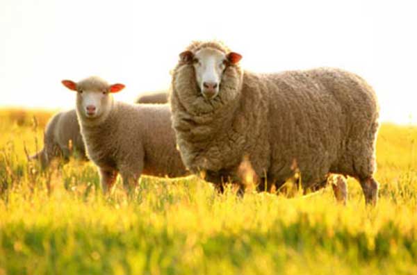 Tái sinh da bằng nhau thai cừu