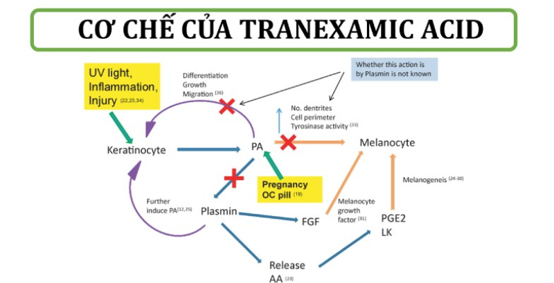 cơ chế hoạt động của Tranexamic Acid