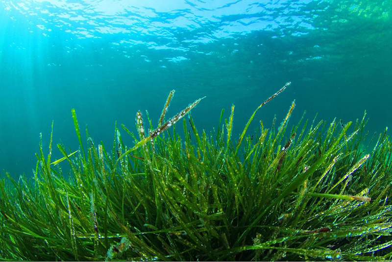 Spirulina là một loại vi tảo màu xanh lục chứa nhiều dưỡng chất