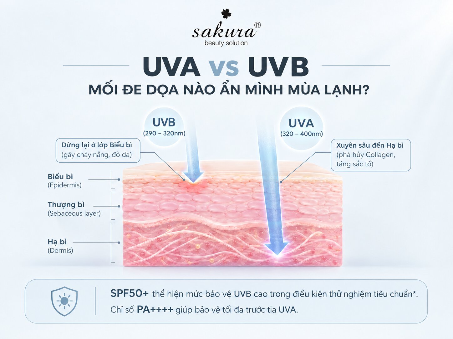 Tia UVA và UVB tác động lên các lớp da